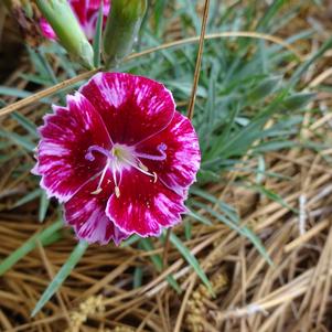 Dianthus 'Mountain Frost™ 'Other Ruby Glitter''