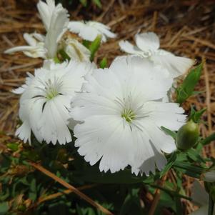 Dianthus 'Corona™ 'White''