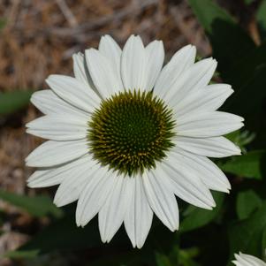Echinacea 'Kismet® 'White''