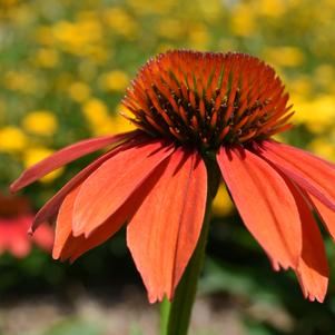 Echinacea 'Artisan™ Collection 'Red Ombre''