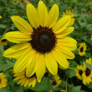 Helianthus 'Suncredible® 'Yellow''