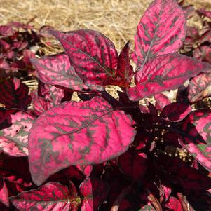 Hypoestes 'Hippo® 'Red''