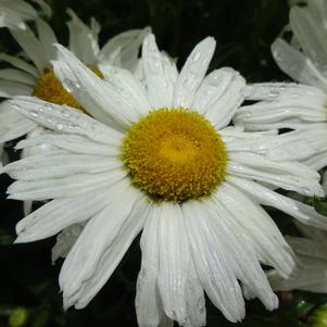 Leucanthemum x superbum ''Other Whitecap''