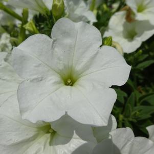 Petunia 'ColorRush™ 'White''