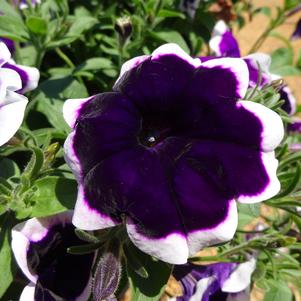 Petunia 'Headliner™ 'Dark Violet Picotee 21''