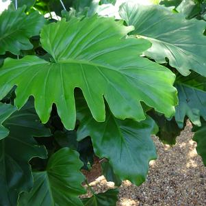 Philodendron ''Other Shangri-La''