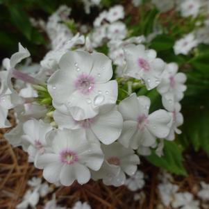 Phlox paniculata 'Ka-Pow® 'White''