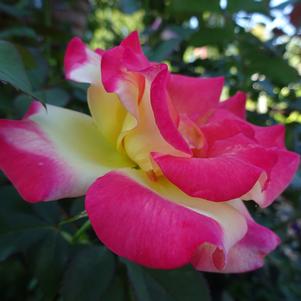 Rosa 'Sunset Horizon™ 'Meisistoma''