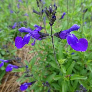 Salvia greggii 'Mirage™ 'Blue''