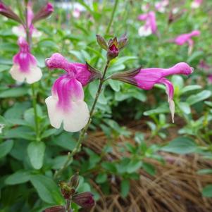 Salvia greggii 'Mirage™ 'Rose Bicolor''