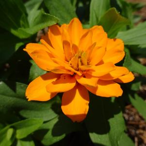 Zinnia 'Zahara™ 'Double Bright Orange''