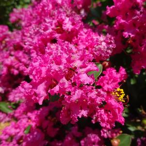 Lagerstroemia 'Grtmyrtle 'Cherry Delight''