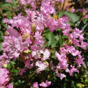 Lagerstroemia 'Grtmyrtle 'Cotton Candy''