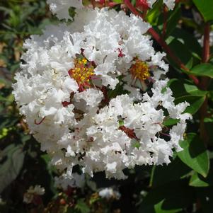 Lagerstroemia 'Grtmyrtle 'French Vanilla''