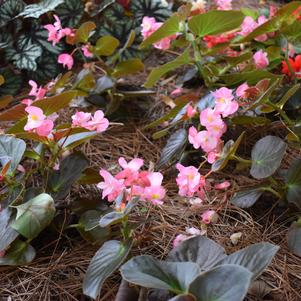 Begonia 'Megawatt™ 'Pink Bronze Leaf Improved''