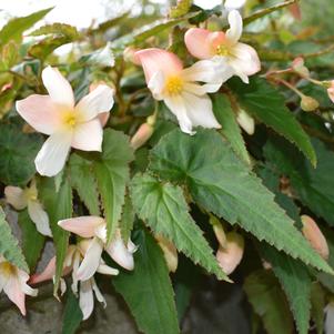 Begonia boliviensis 'Rivulet™ 'Blush''