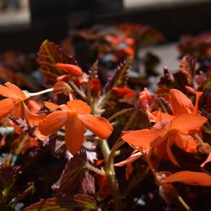 Begonia boliviensis 'Rivulet™ 'Orange''