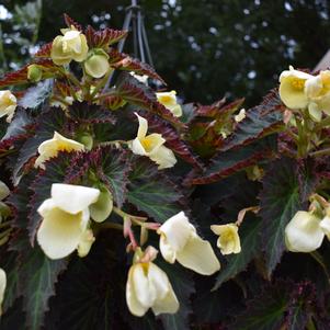 Begonia 'DAYSTAR™ 'Primrose''