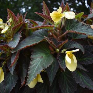 Begonia 'DAYSTAR™ 'Yellow''