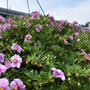 Calibrachoa 'Bloomtastic 'Rose Quartz''