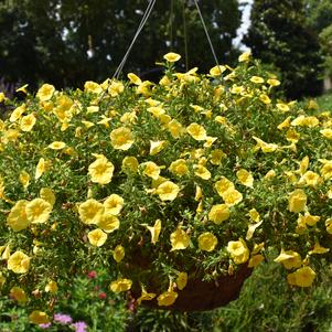 Calibrachoa 'Bloomtastic 'Yellow''
