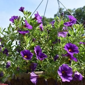 Calibrachoa 'Bloomtastic 'Purple''