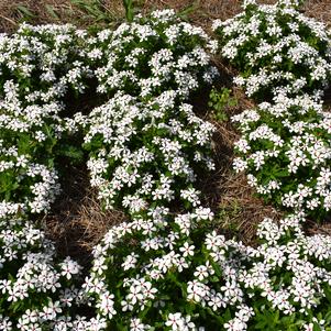 Catharanthus 'Soiree Kawaii 'White Peppermint''