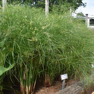 Cyperus 'Graceful Grasses® 'Price Tut''