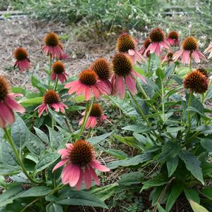Echinacea 'Artisan™ Collection 'Red Ombre''