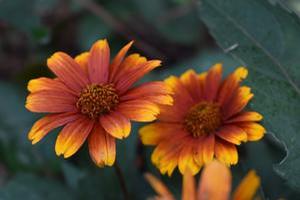 Heliopsis helianthoides 'Summer Eclipse'