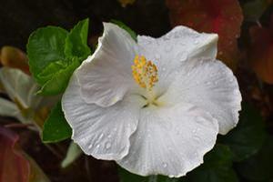 Hibiscus 'Earth Angel'