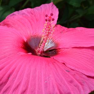 Hibiscus 'Raspberry Glace'