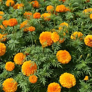 Marigold 'Sumati Orange'