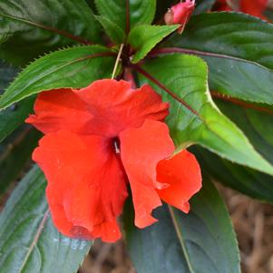 New Guinea Impatiens 'Rollercoaster 'Red Racer''