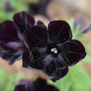 Petunia 'Sweetunia 'Black Satin''