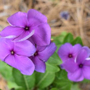 Vinca 'Mega Bloom® 'Vivid Violet''