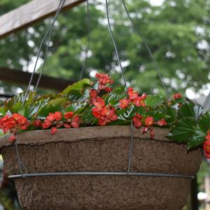 Spreading Begonia 'Hula™ 'Red''