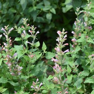 Agastache ''Pink Pearl''
