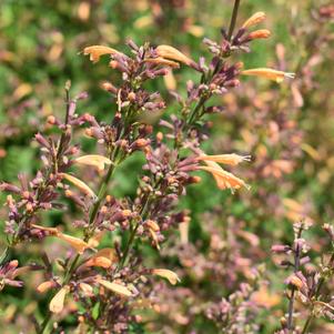 Agastache 'MEANT TO BEE™ 'Queen Nectarine''