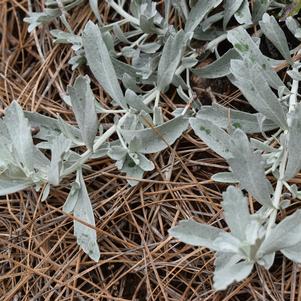 Artemisia ''GardenGhost™''