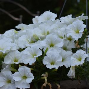 Petunia 'DuraBloom® 'White''