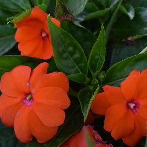 New Guinea Impatiens 'ColorPower™ 'Orange 23''
