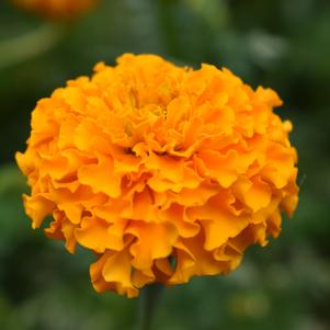 Marigold 'Mayan Orange'