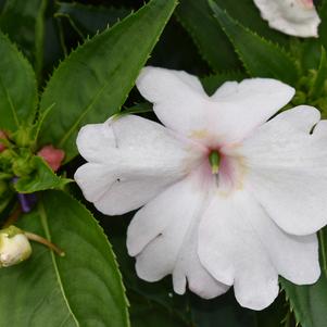 Interspecific Impatiens 'Solarscape™ 'White Shimmer''