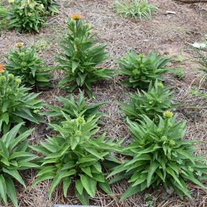Echinacea 'Artisan™ 'Soft Orange''