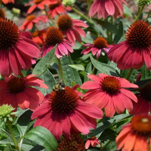 Echinacea 'Artisan™ 'Red Ombre''