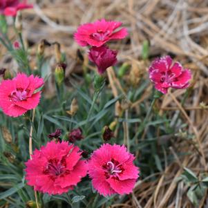 Dianthus 'EverBloom™ 'Red Delicious''