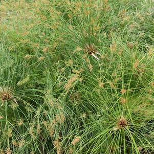 Cyperus 'Graceful Grasses®	'Prince Tut''