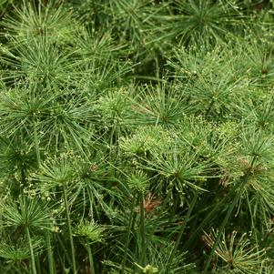 Cyperus 'Graceful Grasses®	Queen Tut™'