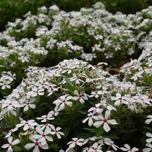 Catharanthus 'Soiree Kawaii® 'White Peppermint''